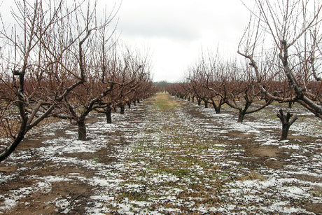 Winter in the Peach Orchards.