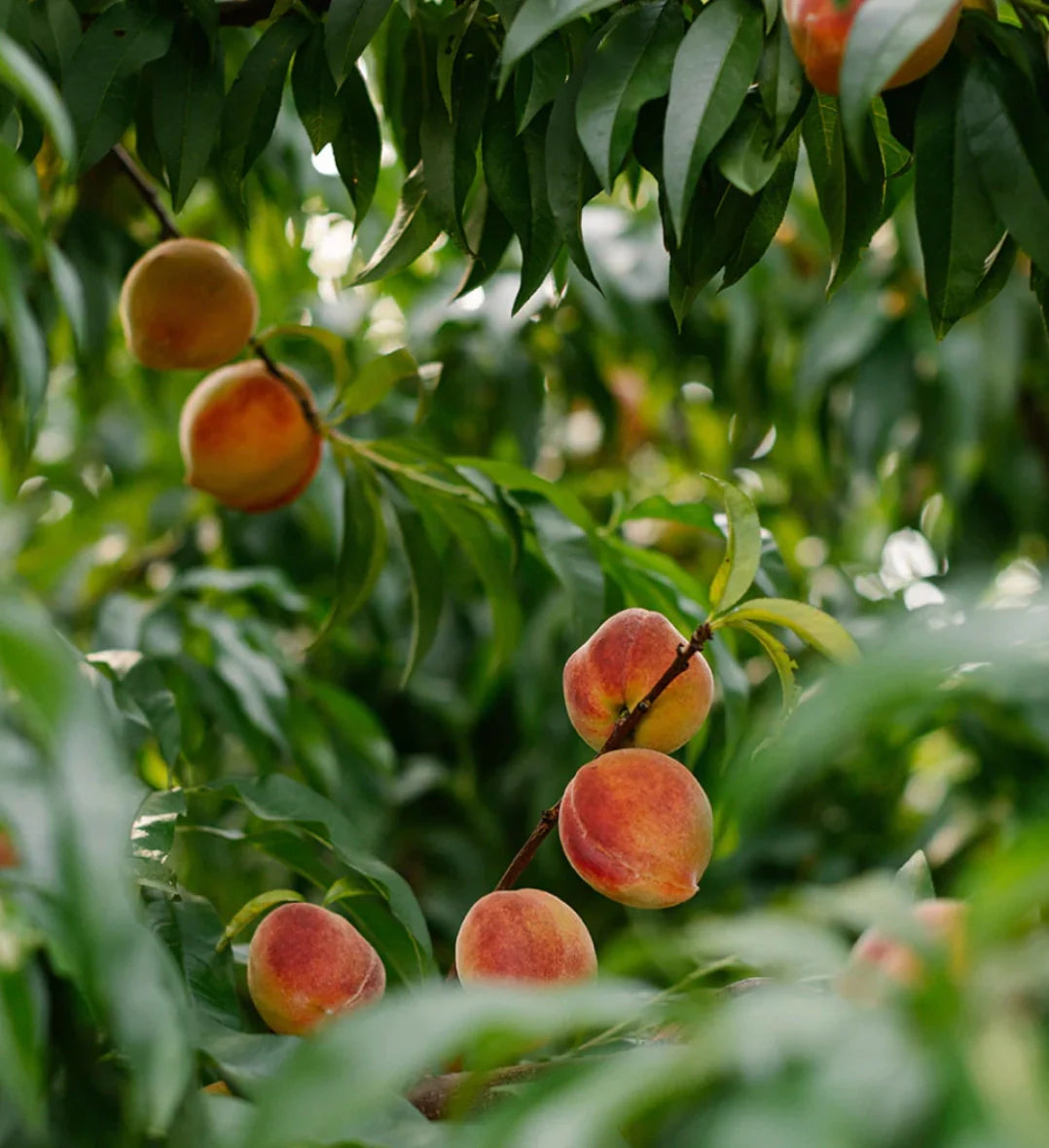 When Bitter Cold is Sweet News: Why Winter Weather Matters for Summer Peaches