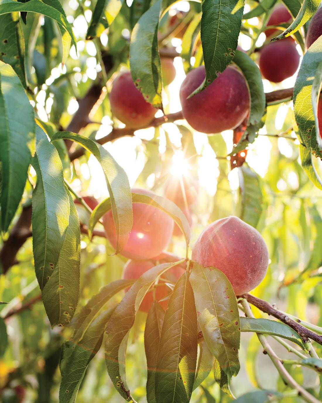 Close-up of ripe peaches ready for harvest, showing their vibrant color and fuzz.