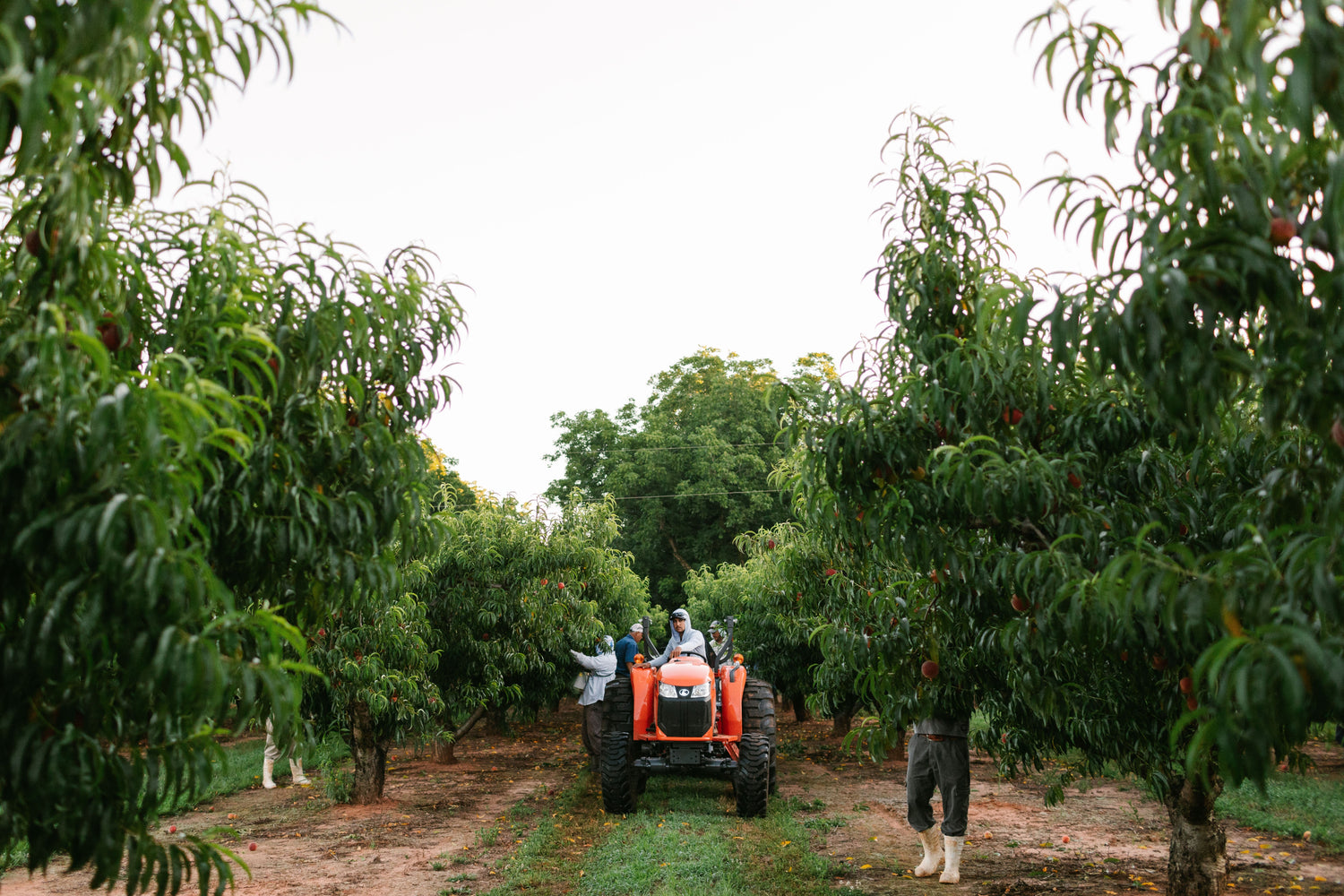 How Can You Tell If a Peach Is Ripe? The Perfect Time to Pick a Peach ...