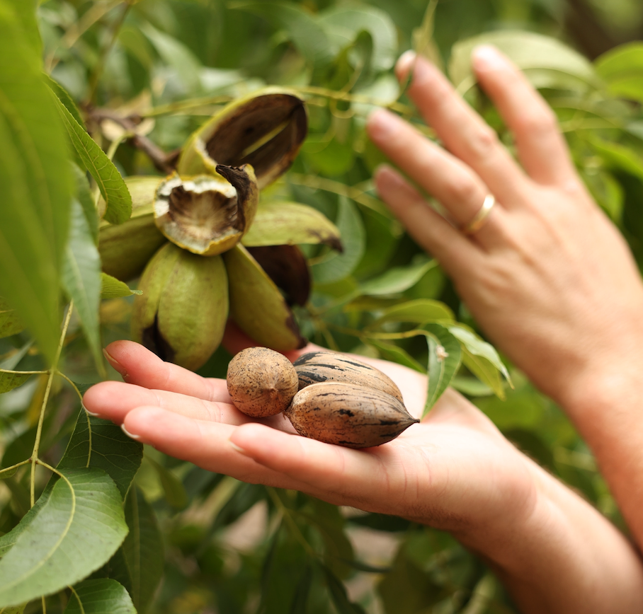 From Peaches to Pecans: How the Land Keeps on Giving