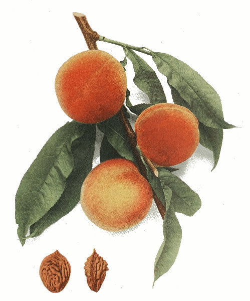 Why Our Peaches Change All Summer Long
