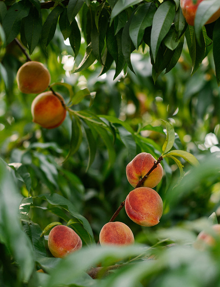 The Peach Truck Fresh Peaches for Home Delivery or Local Pickup