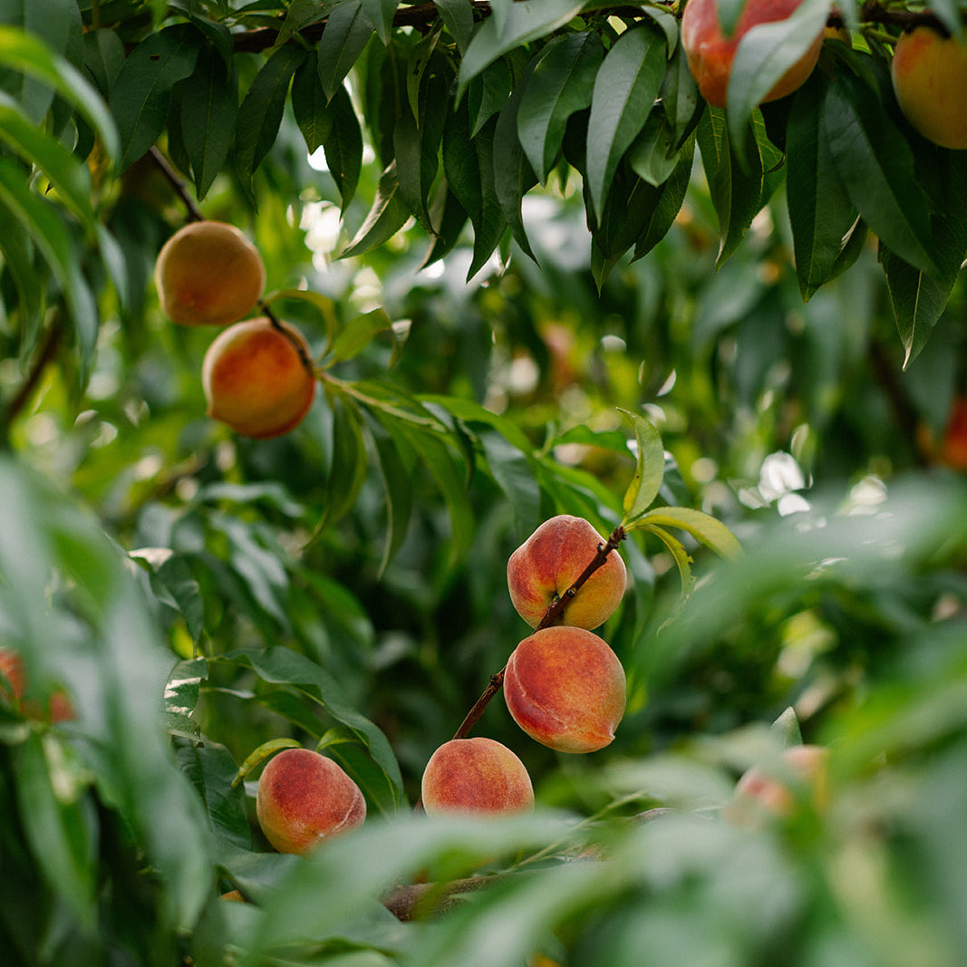 Our Difference The Peach Truck