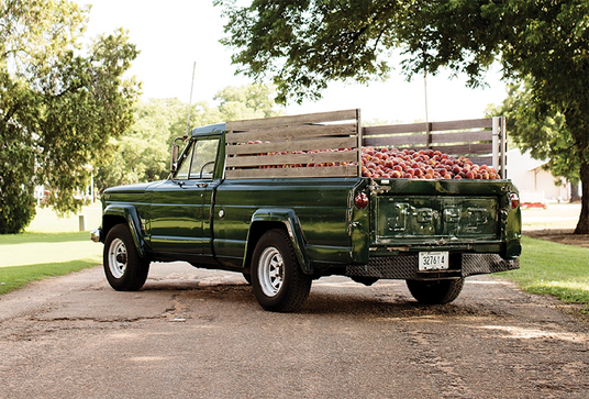 Old green truck that has its bed filled with peaches